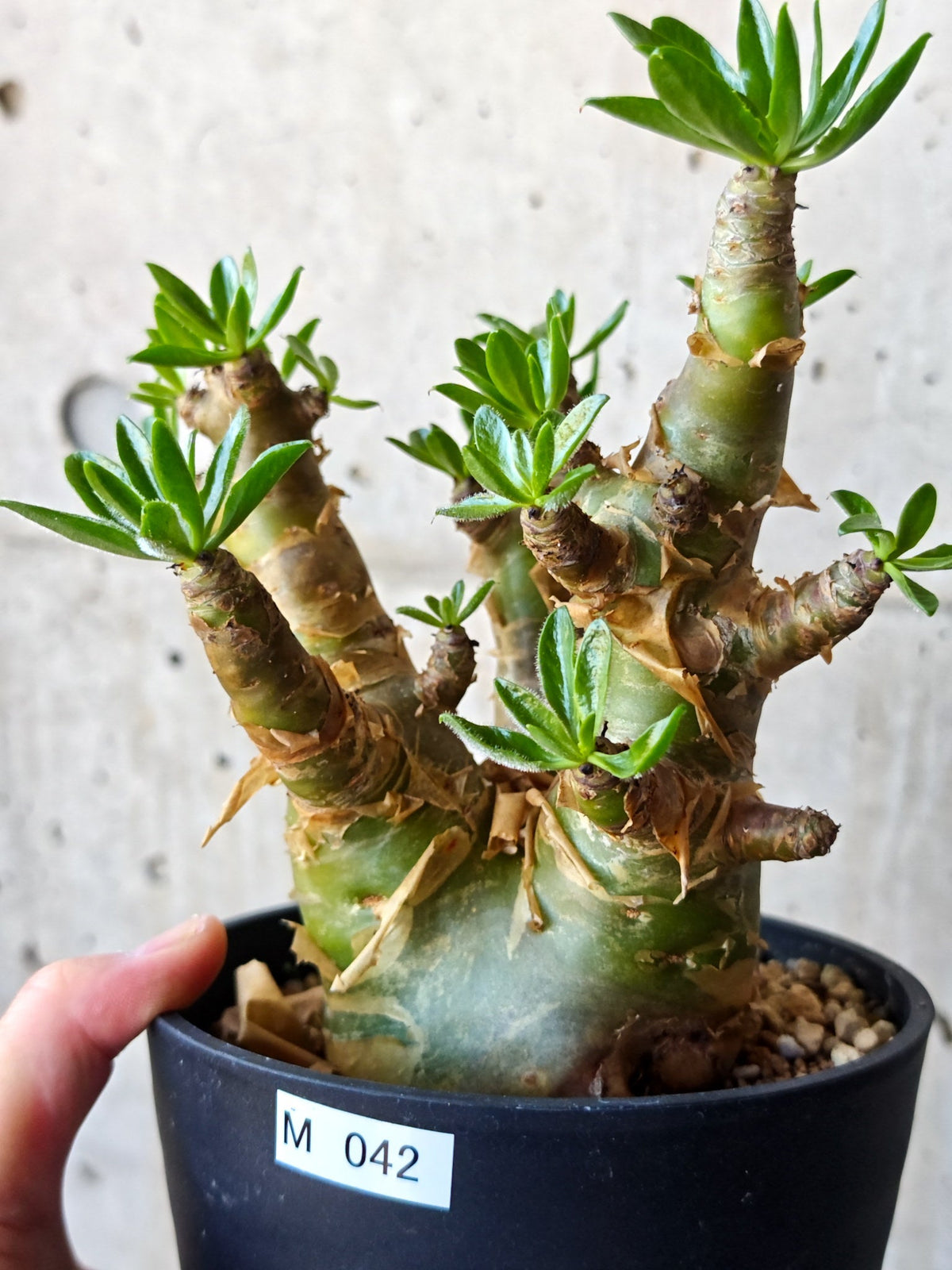 【現品限り】チレコドン・パニクラータス 現地株 発根済み 2年管理【M42】 Tylecodon paniculatus
