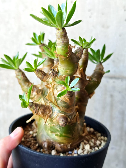 【現品限り】チレコドン・パニクラータス 現地株 発根済み 2年管理【M42】 Tylecodon paniculatus