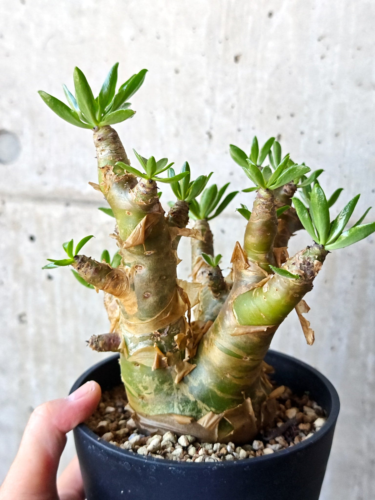 【現品限り】チレコドン・パニクラータス 現地株 発根済み 2年管理【M42】 Tylecodon paniculatus