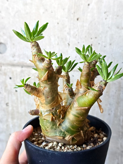 【現品限り】チレコドン・パニクラータス 現地株 発根済み 2年管理【M42】 Tylecodon paniculatus