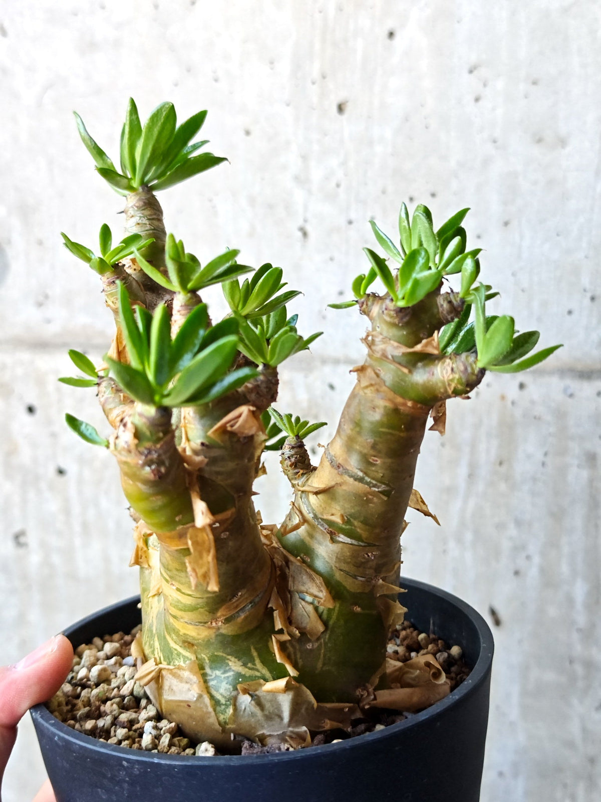 【現品限り】チレコドン・パニクラータス 現地株 発根済み 2年管理【M42】 Tylecodon paniculatus