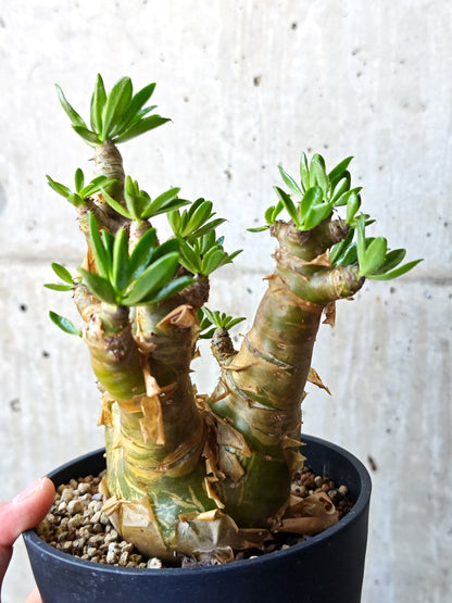 【現品限り】チレコドン・パニクラータス 現地株 発根済み 2年管理【M42】 Tylecodon paniculatus