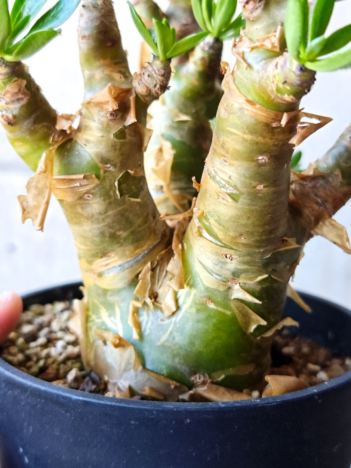 【現品限り】チレコドン・パニクラータス 現地株 発根済み 2年管理【M42】 Tylecodon paniculatus