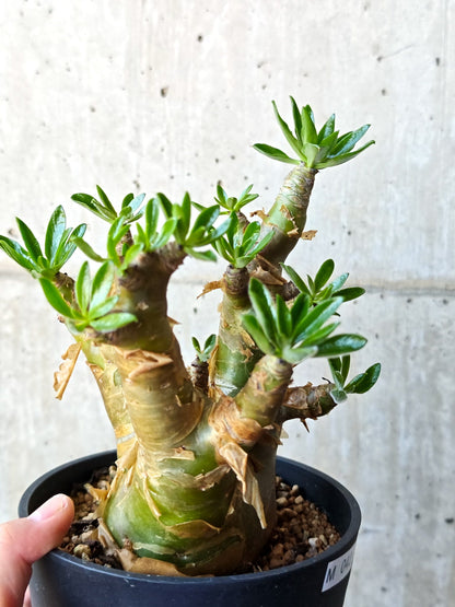 【現品限り】チレコドン・パニクラータス 現地株 発根済み 2年管理【M42】 Tylecodon paniculatus