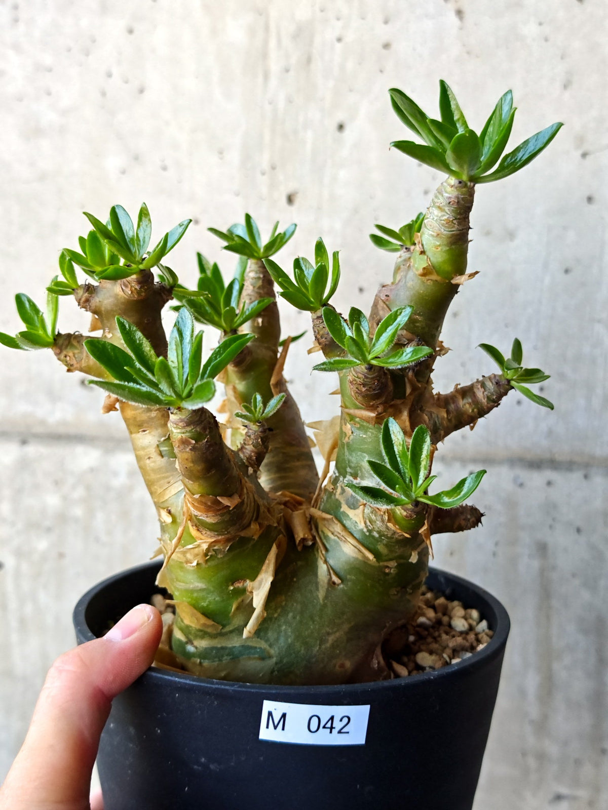 【現品限り】チレコドン・パニクラータス 現地株 発根済み 2年管理【M42】 Tylecodon paniculatus