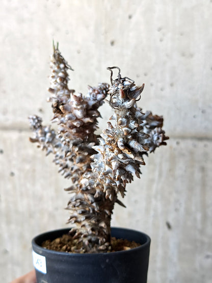 【現品限り】チレコドン・ワリチー 現地株 発根済み【M43】 Tylecodon wallichii