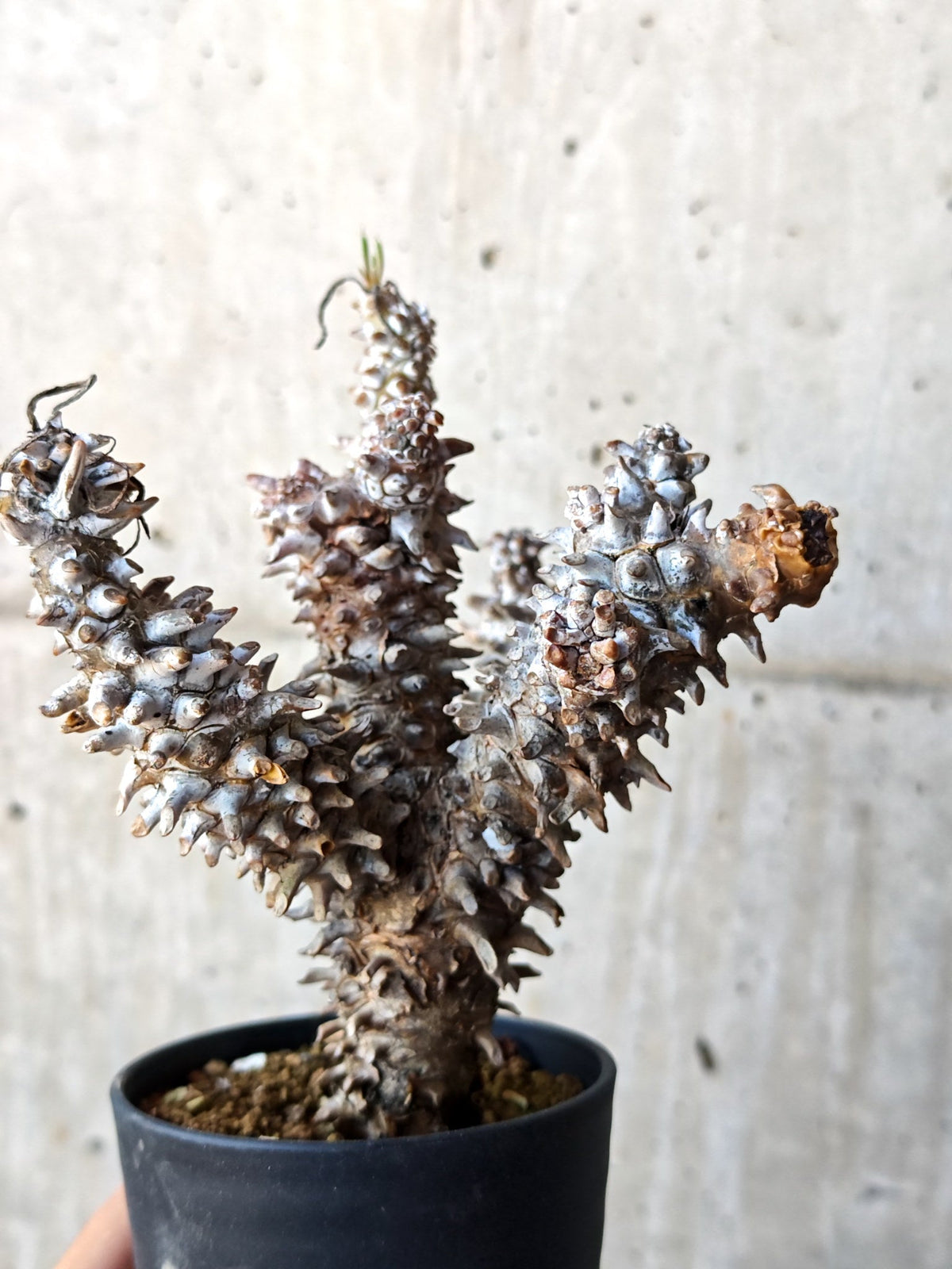 【現品限り】チレコドン・ワリチー 現地株 発根済み【M43】 Tylecodon wallichii