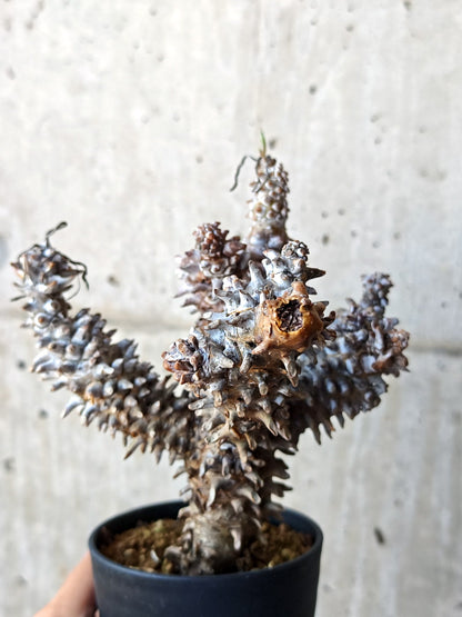 【現品限り】チレコドン・ワリチー 現地株 発根済み【M43】 Tylecodon wallichii