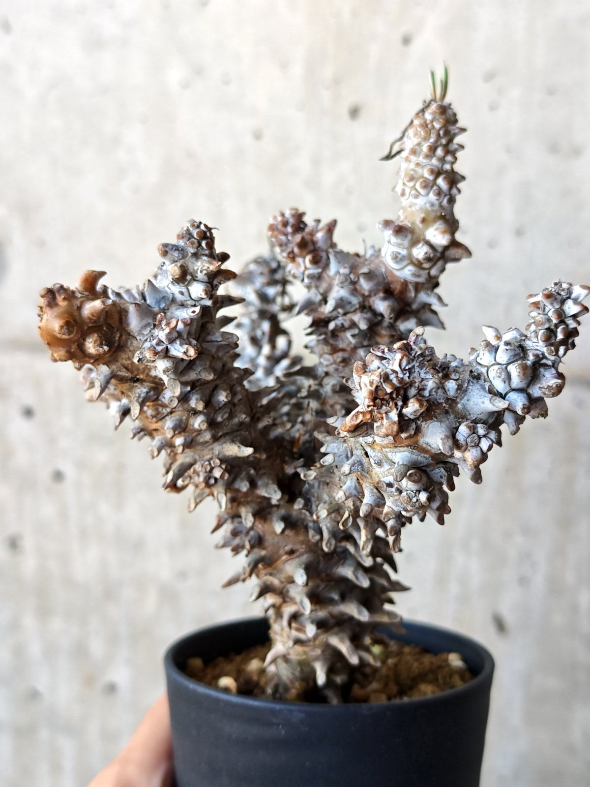 【現品限り】チレコドン・ワリチー 現地株 発根済み【M43】 Tylecodon wallichii