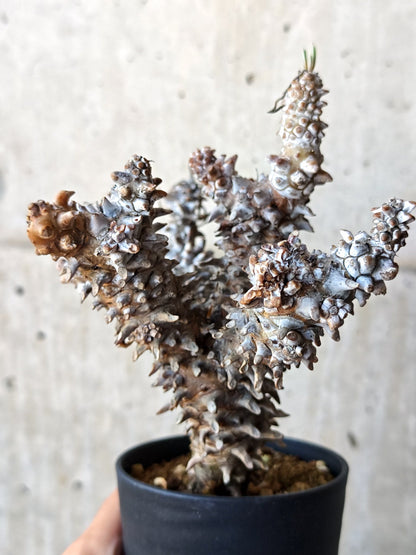 【現品限り】チレコドン・ワリチー 現地株 発根済み【M43】 Tylecodon wallichii