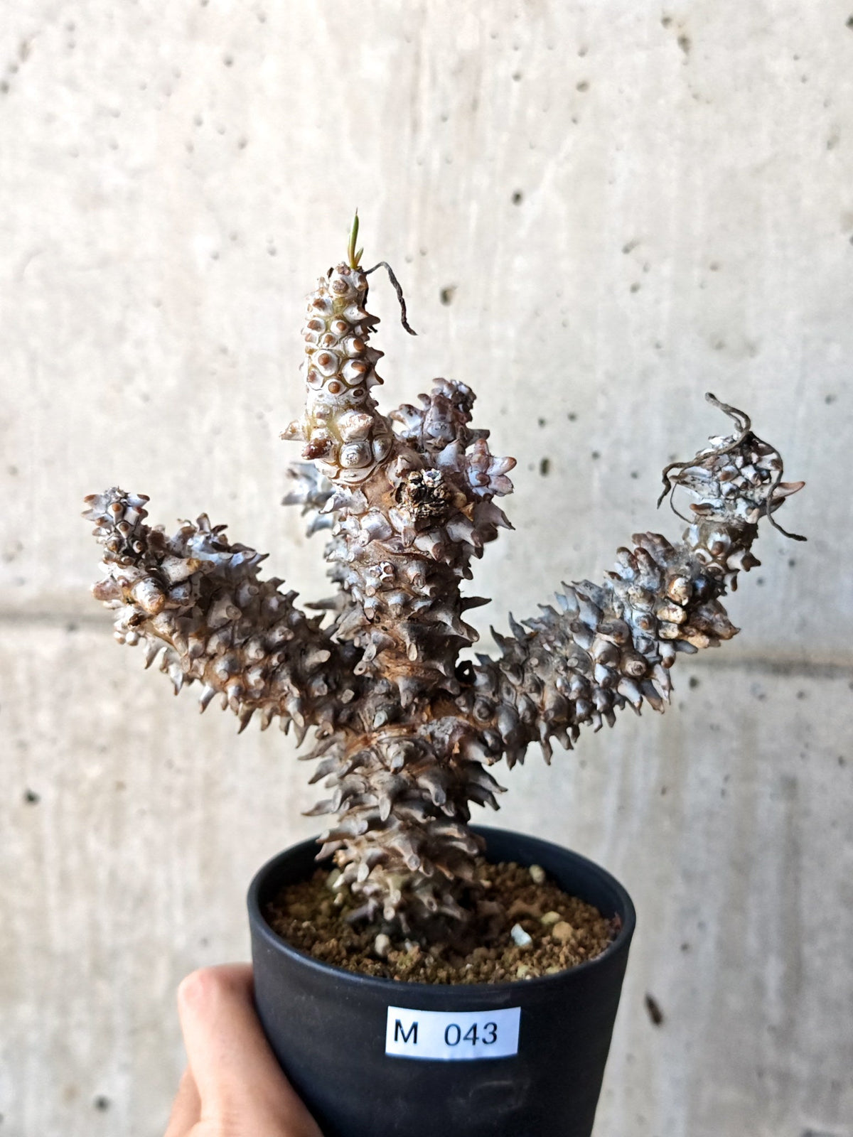 【現品限り】チレコドン・ワリチー 現地株 発根済み【M43】 Tylecodon wallichii