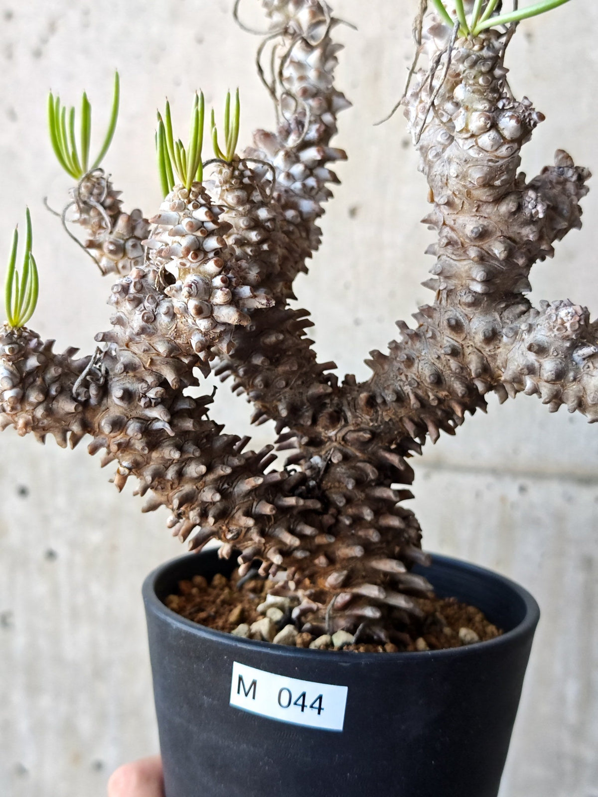 【現品限り】チレコドン・ワリチー 現地株 発根済み【M44】 Tylecodon wallichii
