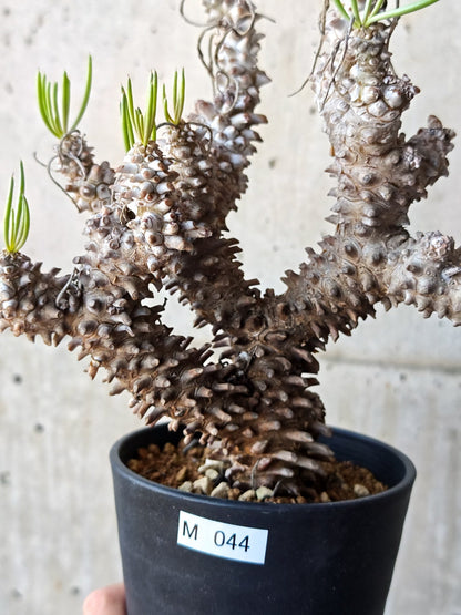 【現品限り】チレコドン・ワリチー 現地株 発根済み【M44】 Tylecodon wallichii