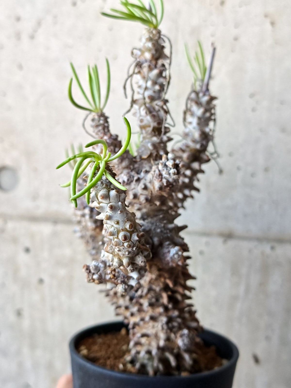 【現品限り】チレコドン・ワリチー 現地株 発根済み【M44】 Tylecodon wallichii