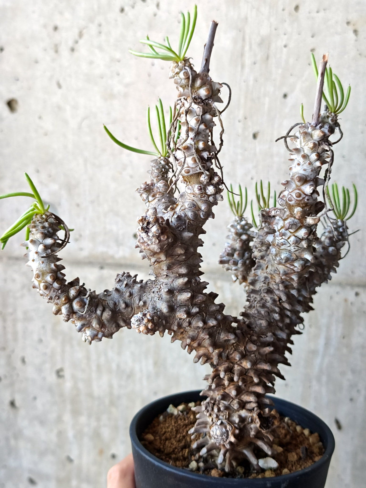 【現品限り】チレコドン・ワリチー 現地株 発根済み【M44】 Tylecodon wallichii