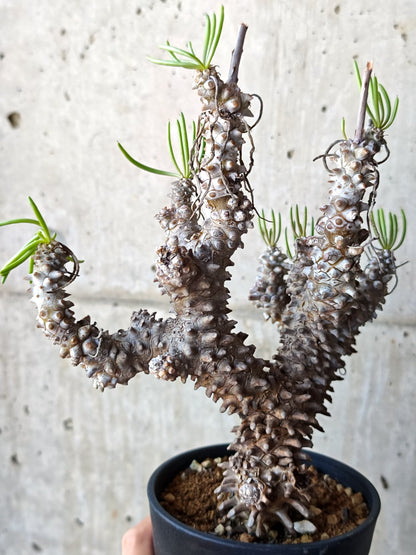 【現品限り】チレコドン・ワリチー 現地株 発根済み【M44】 Tylecodon wallichii