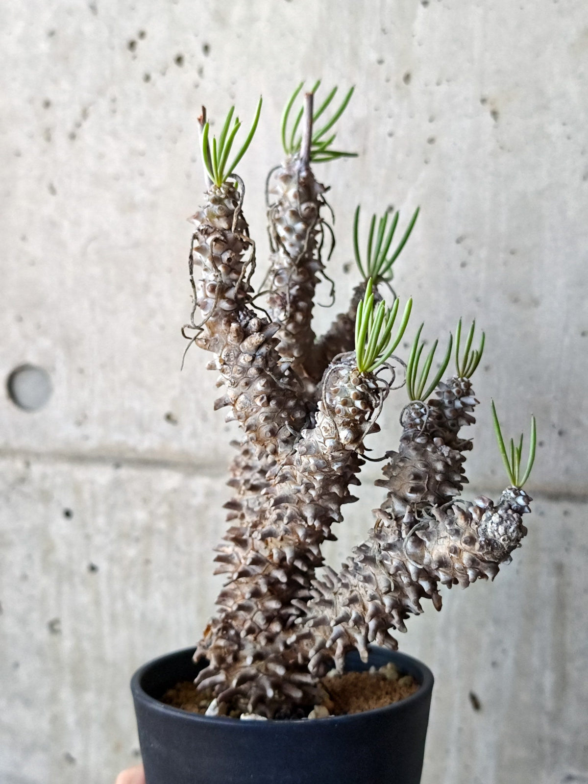 【現品限り】チレコドン・ワリチー 現地株 発根済み【M44】 Tylecodon wallichii
