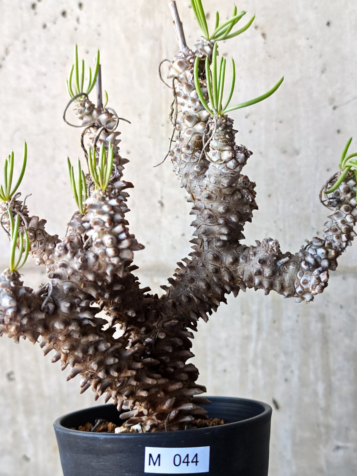 【現品限り】チレコドン・ワリチー 現地株 発根済み【M44】 Tylecodon wallichii