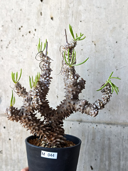 【現品限り】チレコドン・ワリチー 現地株 発根済み【M44】 Tylecodon wallichii