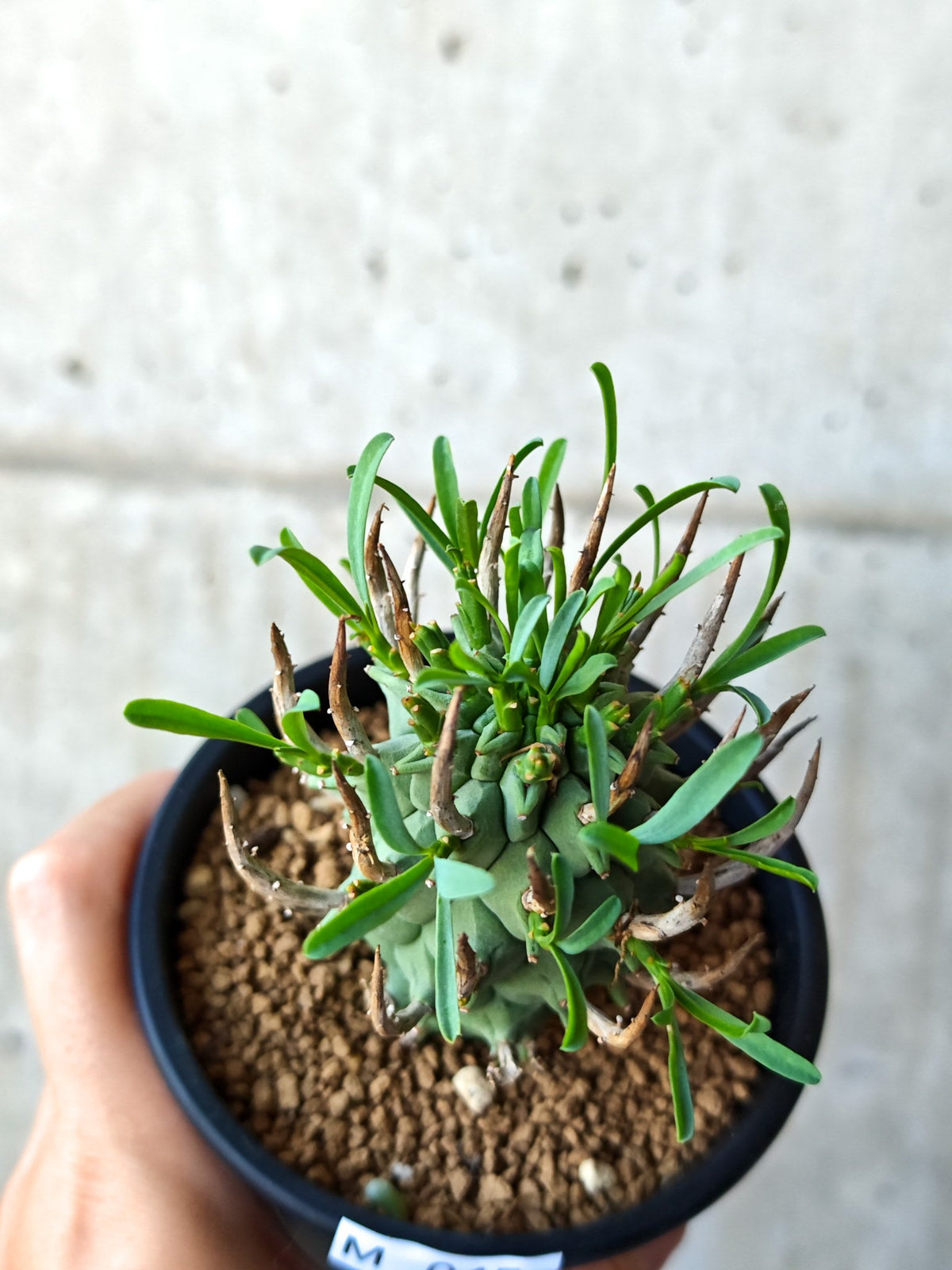 【現品限り】ユーフォルビア・スコエンランディ 闘牛角 実生【M45】 Euphorbia schoenlandii