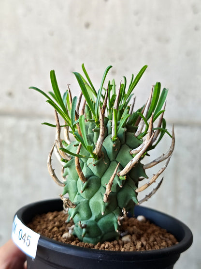 【現品限り】ユーフォルビア・スコエンランディ 闘牛角 実生【M45】 Euphorbia schoenlandii