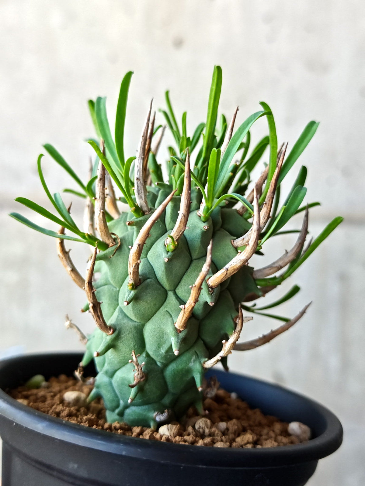 【現品限り】ユーフォルビア・スコエンランディ 闘牛角 実生【M45】 Euphorbia schoenlandii