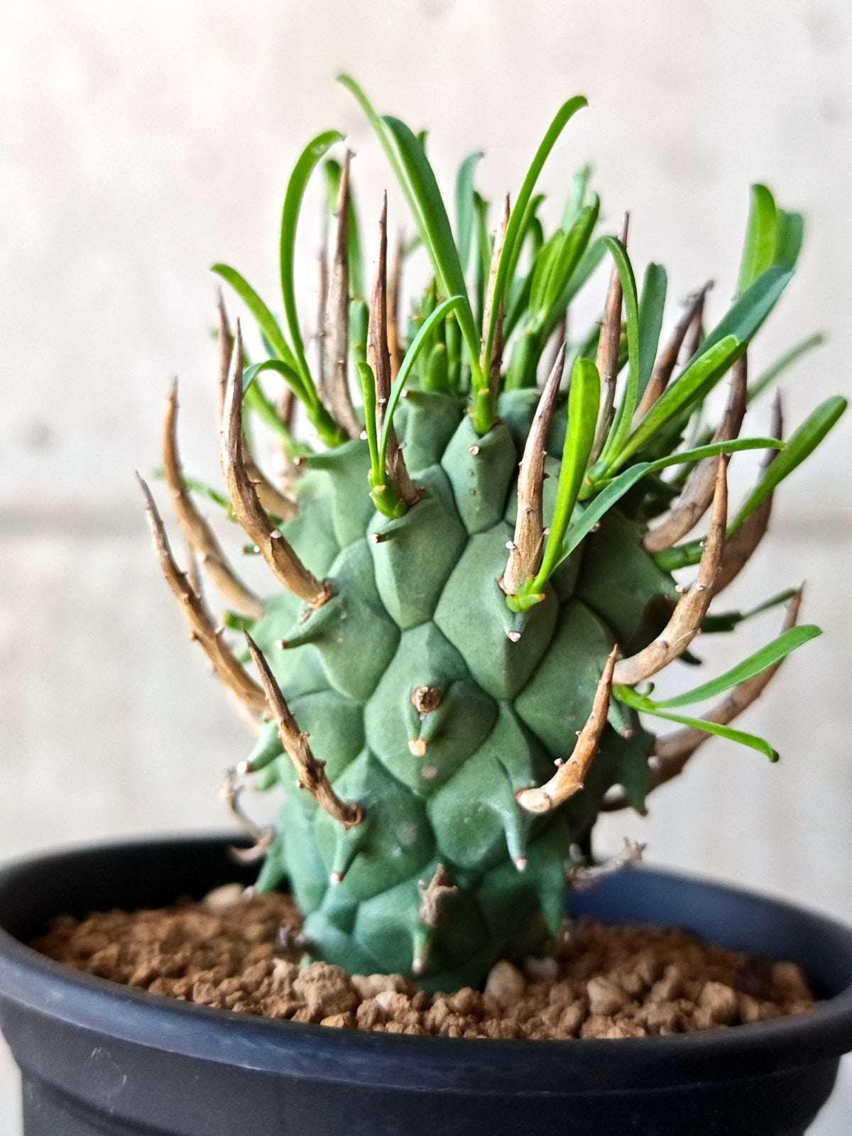 【現品限り】ユーフォルビア・スコエンランディ 闘牛角 実生【M45】 Euphorbia schoenlandii