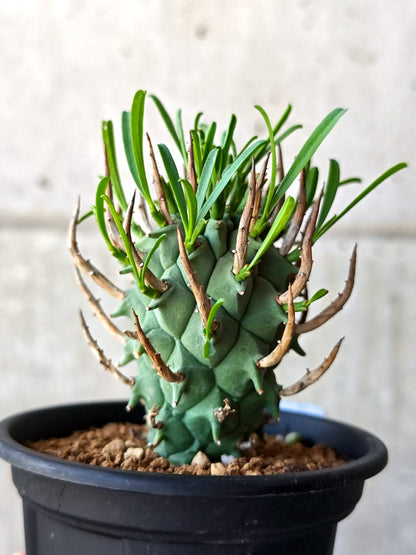 【現品限り】ユーフォルビア・スコエンランディ 闘牛角 実生【M45】 Euphorbia schoenlandii