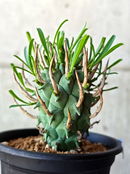【現品限り】ユーフォルビア・スコエンランディ 闘牛角 実生【M45】 Euphorbia schoenlandii