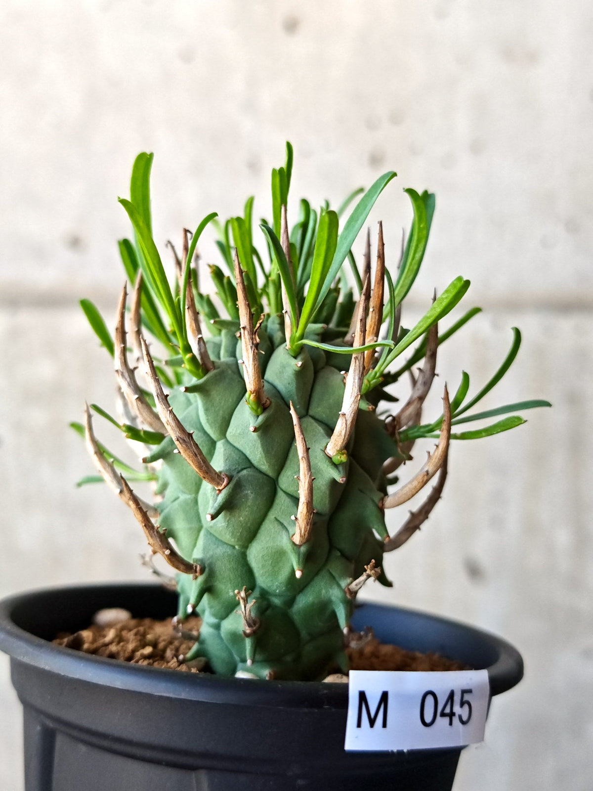 【現品限り】ユーフォルビア・スコエンランディ 闘牛角 実生【M45】 Euphorbia schoenlandii