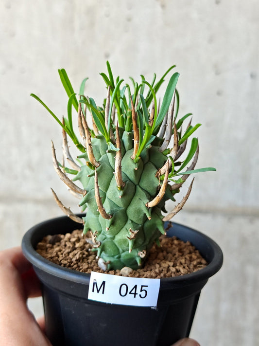 【現品限り】ユーフォルビア・スコエンランディ 闘牛角 実生【M45】 Euphorbia schoenlandii