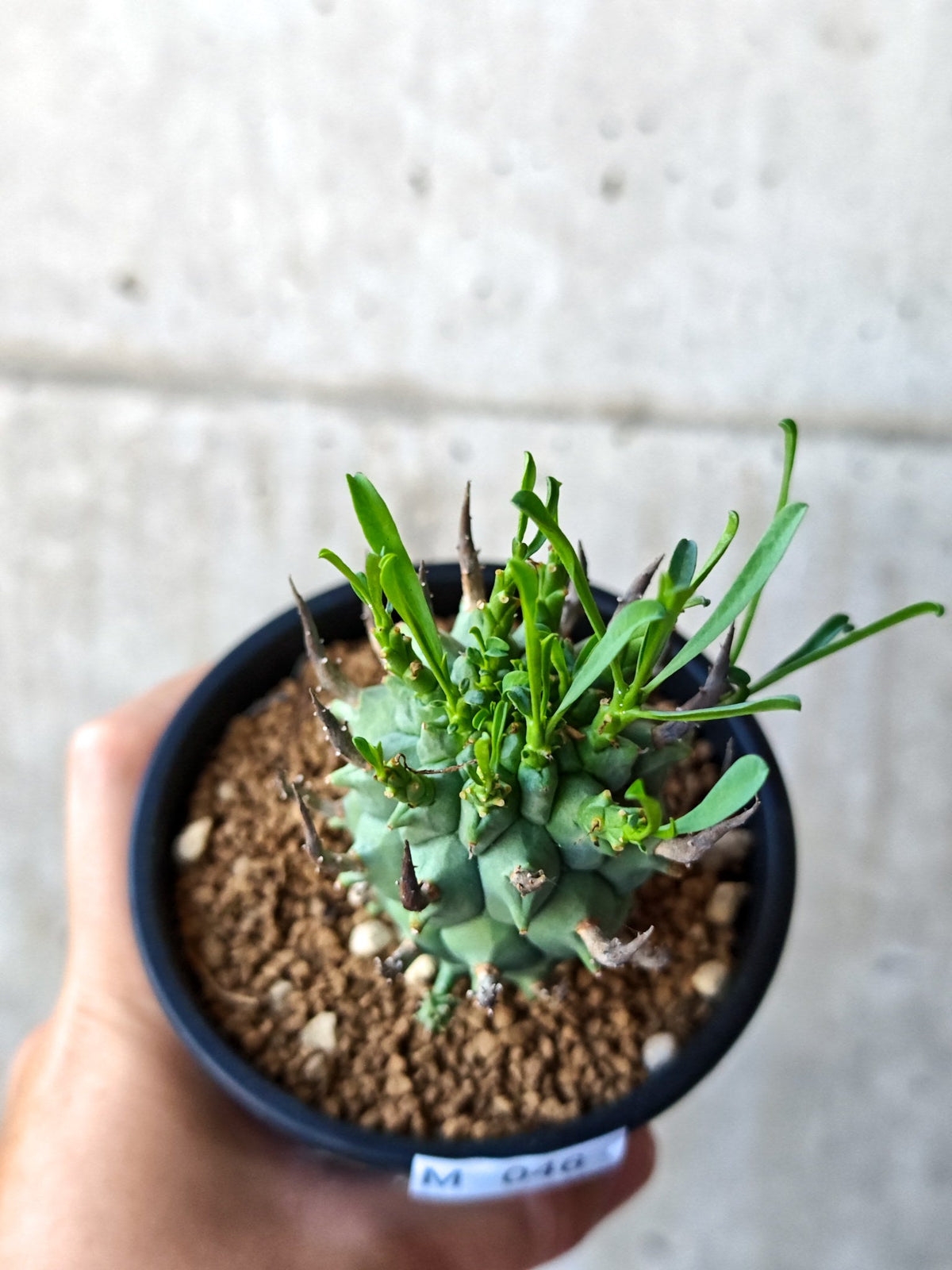 【現品限り】ユーフォルビア・スコエンランディ 闘牛角 実生【M46】 Euphorbia schoenlandii