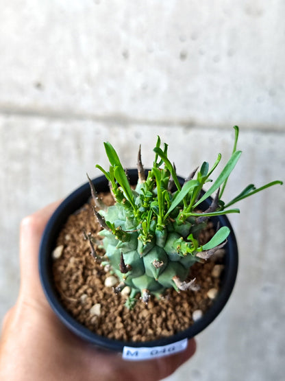 【現品限り】ユーフォルビア・スコエンランディ 闘牛角 実生【M46】 Euphorbia schoenlandii