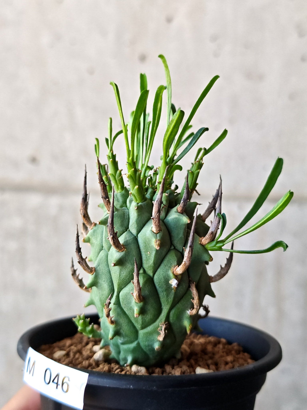 【現品限り】ユーフォルビア・スコエンランディ 闘牛角 実生【M46】 Euphorbia schoenlandii