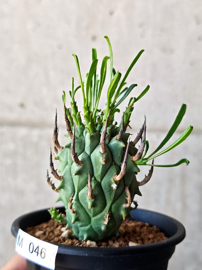 【現品限り】ユーフォルビア・スコエンランディ 闘牛角 実生【M46】 Euphorbia schoenlandii