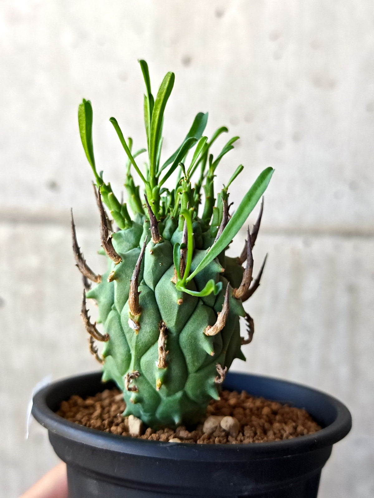 【現品限り】ユーフォルビア・スコエンランディ 闘牛角 実生【M46】 Euphorbia schoenlandii