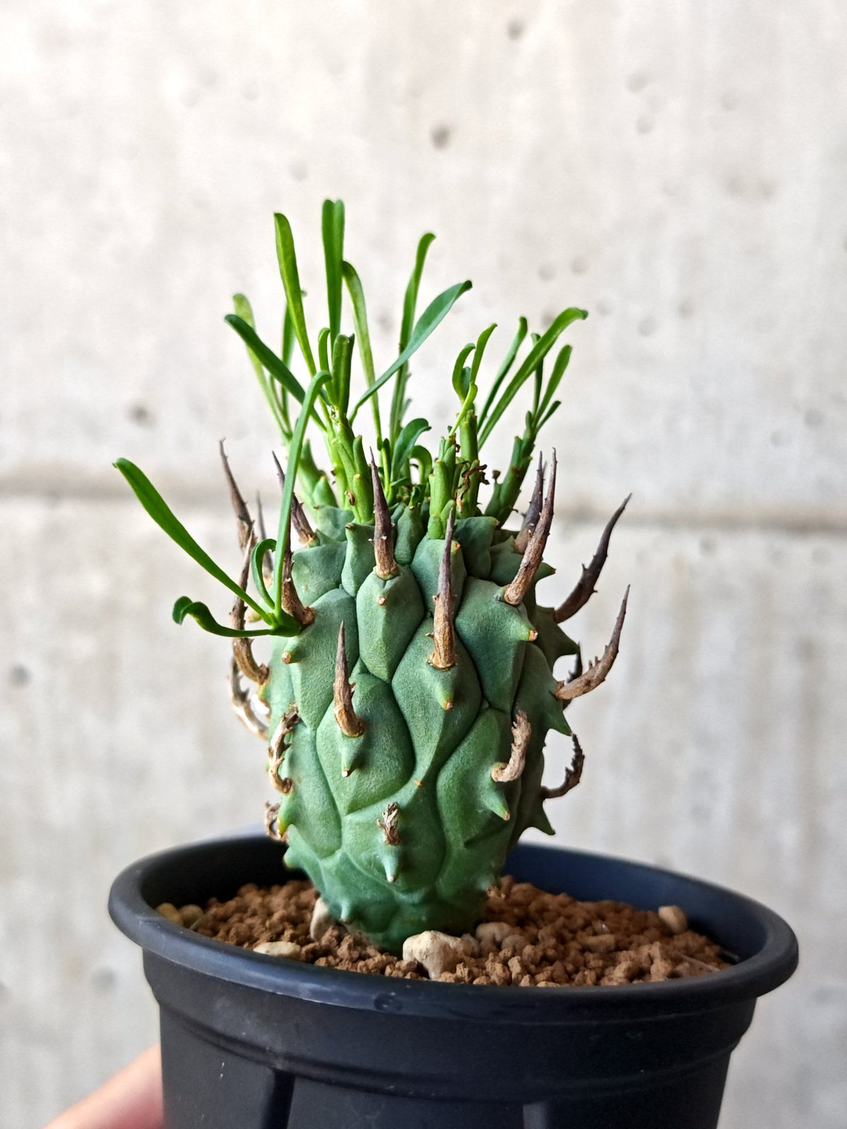 【現品限り】ユーフォルビア・スコエンランディ 闘牛角 実生【M46】 Euphorbia schoenlandii