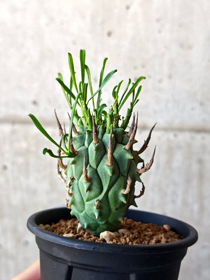 【現品限り】ユーフォルビア・スコエンランディ 闘牛角 実生【M46】 Euphorbia schoenlandii