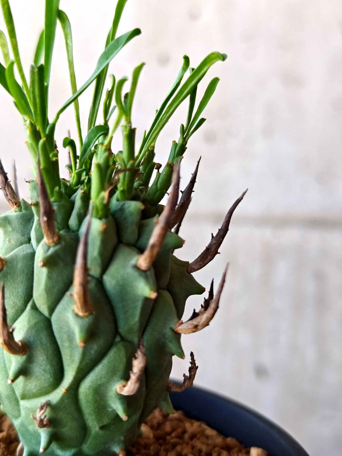 【現品限り】ユーフォルビア・スコエンランディ 闘牛角 実生【M46】 Euphorbia schoenlandii