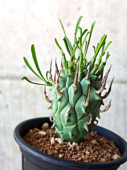 【現品限り】ユーフォルビア・スコエンランディ 闘牛角 実生【M46】 Euphorbia schoenlandii