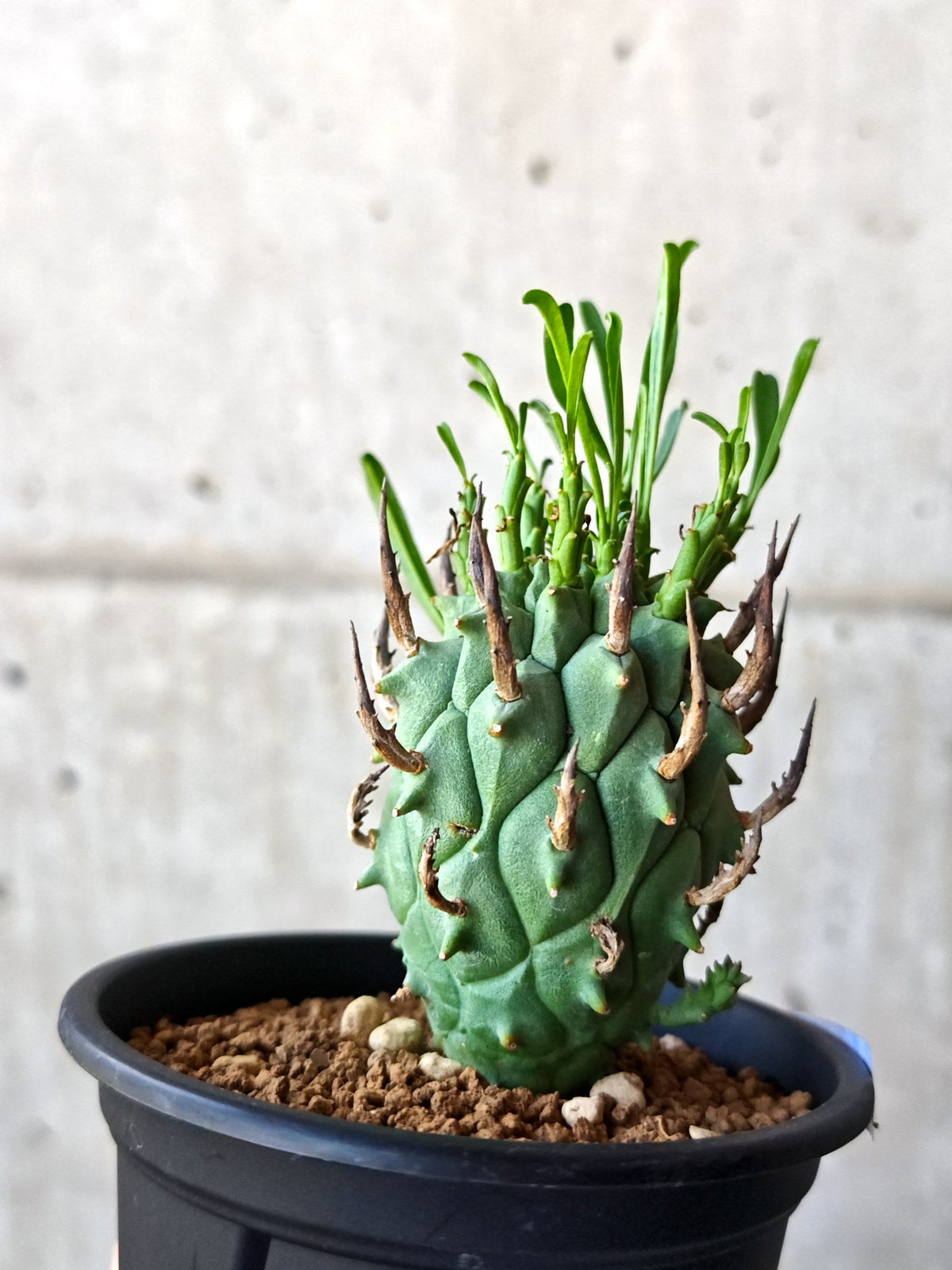 【現品限り】ユーフォルビア・スコエンランディ 闘牛角 実生【M46】 Euphorbia schoenlandii