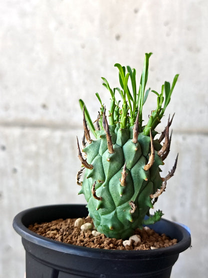 【現品限り】ユーフォルビア・スコエンランディ 闘牛角 実生【M46】 Euphorbia schoenlandii
