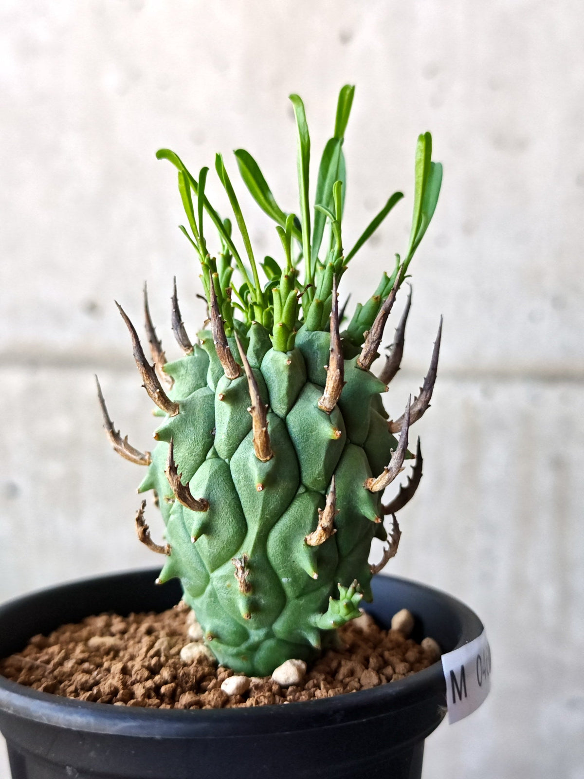 【現品限り】ユーフォルビア・スコエンランディ 闘牛角 実生【M46】 Euphorbia schoenlandii