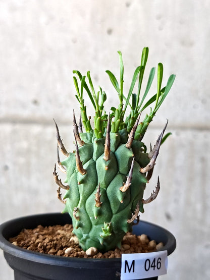 【現品限り】ユーフォルビア・スコエンランディ 闘牛角 実生【M46】 Euphorbia schoenlandii
