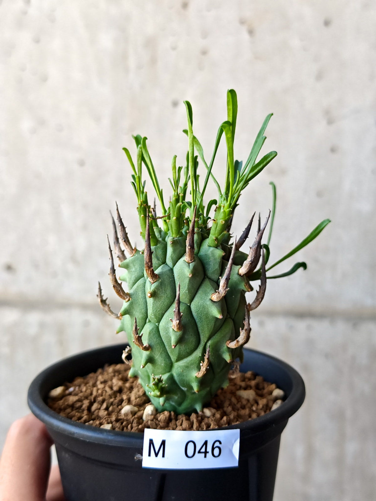 【現品限り】ユーフォルビア・スコエンランディ 闘牛角 実生【M46】 Euphorbia schoenlandii