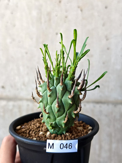 【現品限り】ユーフォルビア・スコエンランディ 闘牛角 実生【M46】 Euphorbia schoenlandii