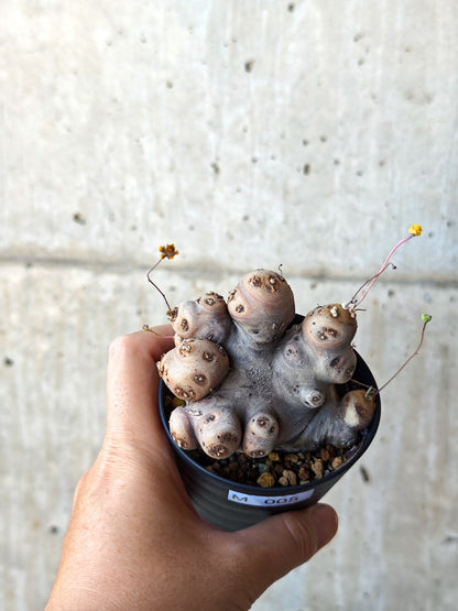 【現品限り】オトンナ・カカリオイデス 現地株 発根済み 希少な大株【M5】 Othonna cacalioides