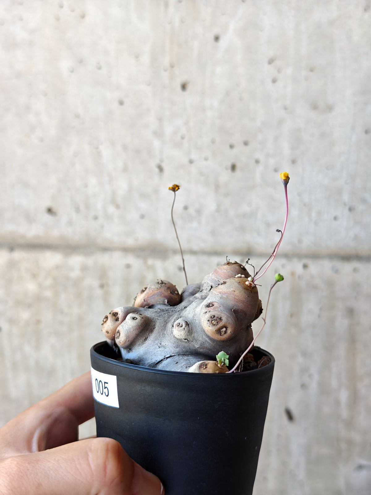 【現品限り】オトンナ・カカリオイデス 現地株 発根済み 希少な大株【M5】 Othonna cacalioides