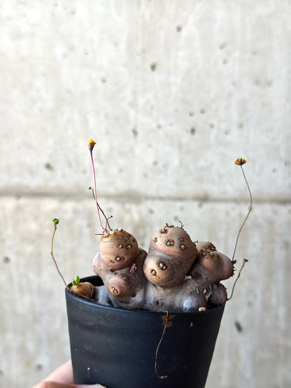 【現品限り】オトンナ・カカリオイデス 現地株 発根済み 希少な大株【M5】 Othonna cacalioides
