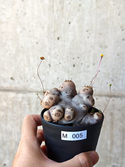 【現品限り】オトンナ・カカリオイデス 現地株 発根済み 希少な大株【M5】 Othonna cacalioides